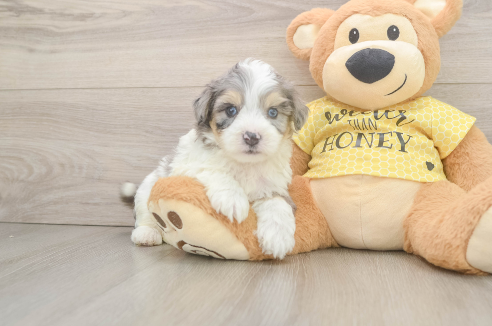 5 week old Aussiechon Puppy For Sale - Simply Southern Pups