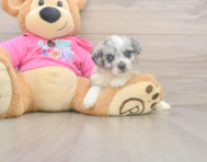 5 week old Aussiechon Puppy For Sale - Simply Southern Pups