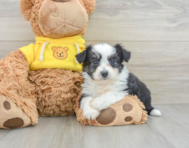 9 week old Aussiechon Puppy For Sale - Simply Southern Pups