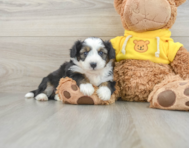 8 week old Aussiechon Puppy For Sale - Simply Southern Pups