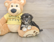 8 week old Aussiechon Puppy For Sale - Simply Southern Pups