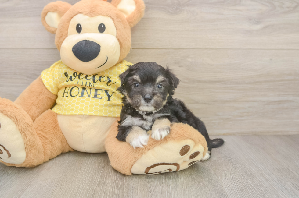 5 week old Aussiechon Puppy For Sale - Simply Southern Pups