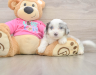 6 week old Aussiechon Puppy For Sale - Simply Southern Pups