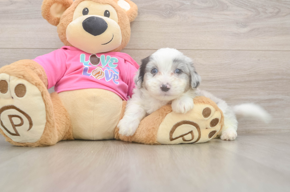 6 week old Aussiechon Puppy For Sale - Simply Southern Pups
