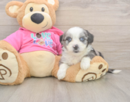 6 week old Aussiechon Puppy For Sale - Simply Southern Pups
