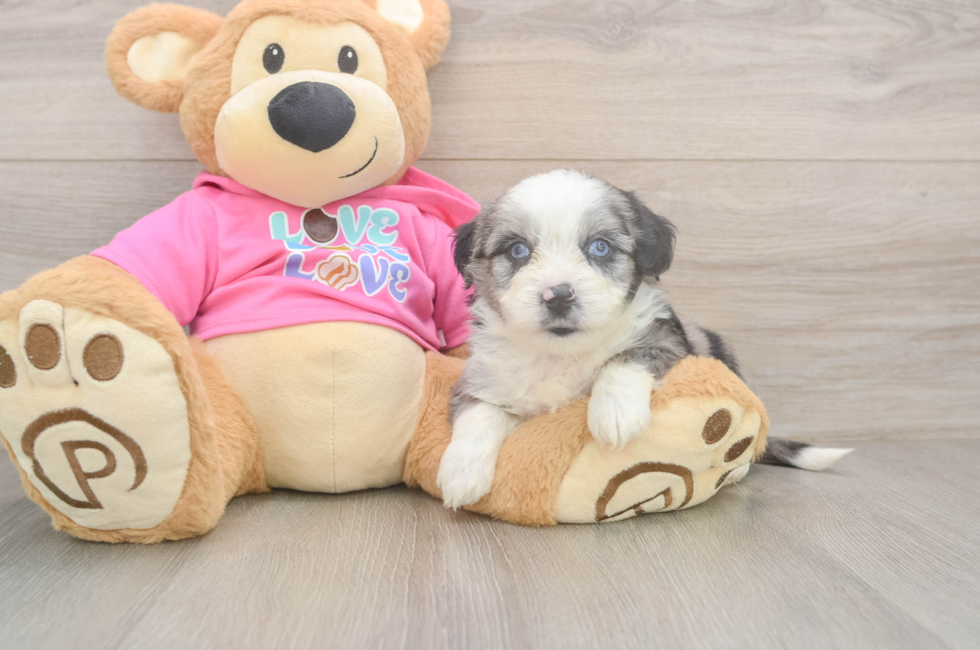 6 week old Aussiechon Puppy For Sale - Simply Southern Pups