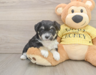8 week old Aussiechon Puppy For Sale - Simply Southern Pups