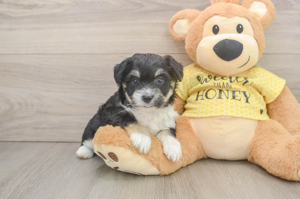 5 week old Aussiechon Puppy For Sale - Simply Southern Pups