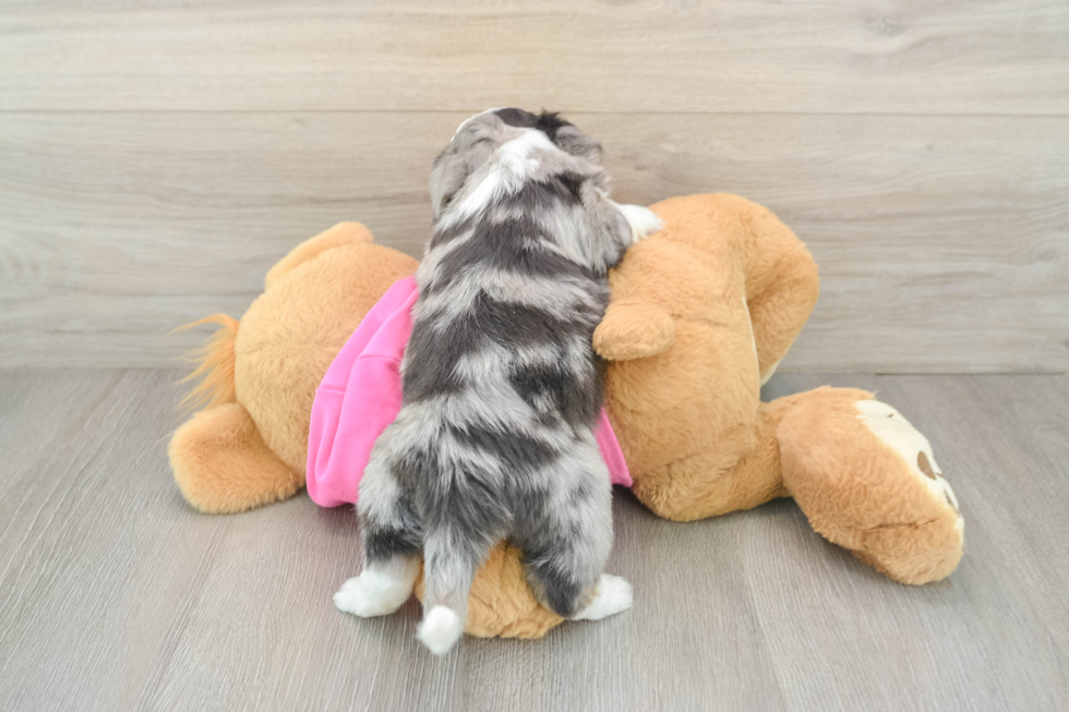 Hypoallergenic Aussie Bichon Designer Puppy