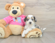 6 week old Aussiechon Puppy For Sale - Simply Southern Pups
