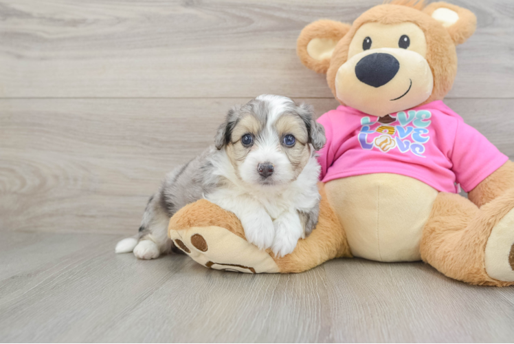 Energetic Aussie Bichon Designer Puppy