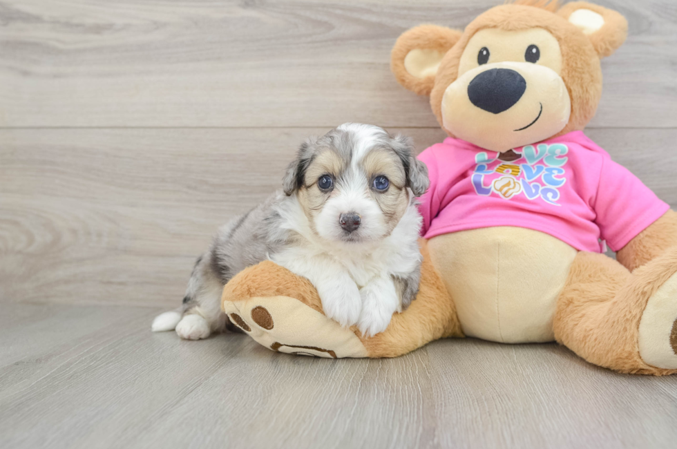 5 week old Aussiechon Puppy For Sale - Simply Southern Pups