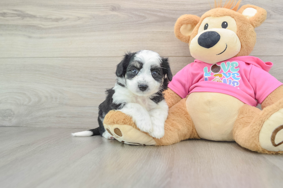 Popular Aussiechon Designer Pup