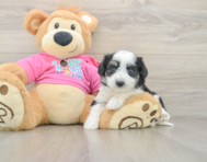 7 week old Aussiechon Puppy For Sale - Simply Southern Pups