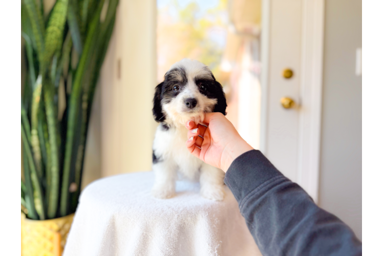 Cute Aussie Bichon Designer Puppy