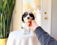 10 week old Aussiechon Puppy For Sale - Simply Southern Pups