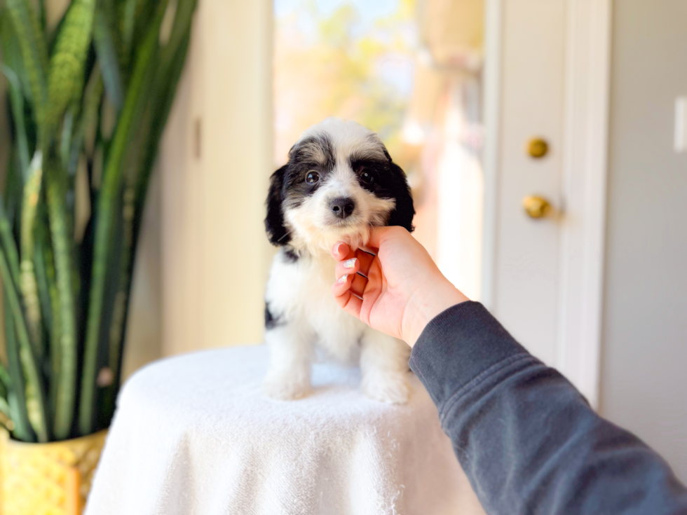 Cute Aussie Bichon Designer Puppy