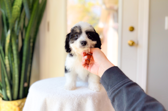Cute Aussie Bichon Designer Puppy