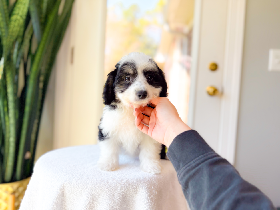 Cute Aussiechon Designer Pup