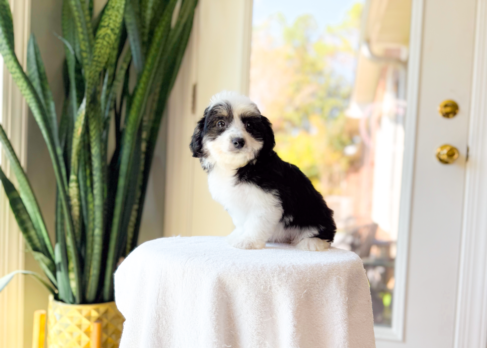 Aussiechon Puppy for Adoption