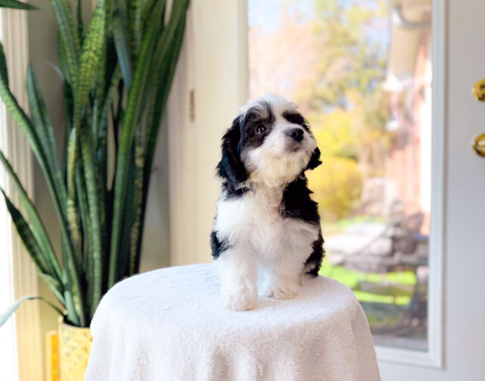 Cute Aussiechon Baby