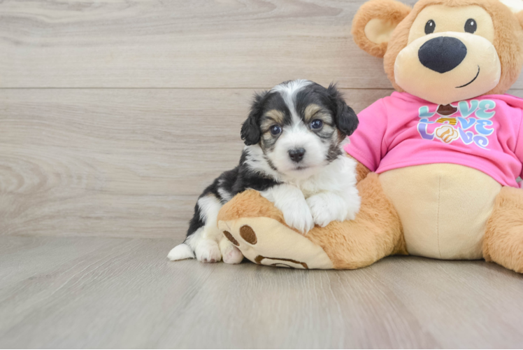 Aussiechon Pup Being Cute