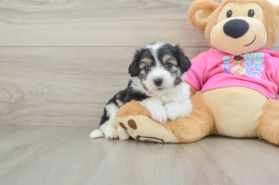 5 week old Aussiechon Puppy For Sale - Simply Southern Pups
