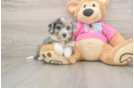 Aussiechon Puppy for Adoption