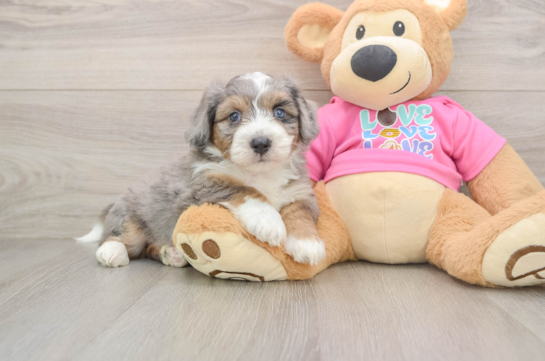 Fluffy Aussiechon Designer Pup