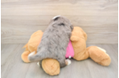 Aussiechon Puppy for Adoption