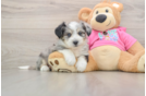 Playful Aussie Bichon Designer Puppy