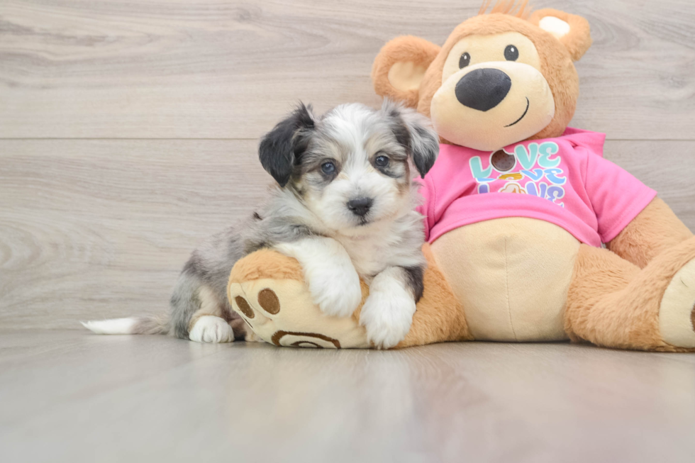 Playful Aussie Bichon Designer Puppy