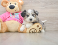 7 week old Aussiechon Puppy For Sale - Simply Southern Pups