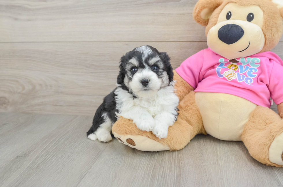 5 week old Aussiechon Puppy For Sale - Simply Southern Pups