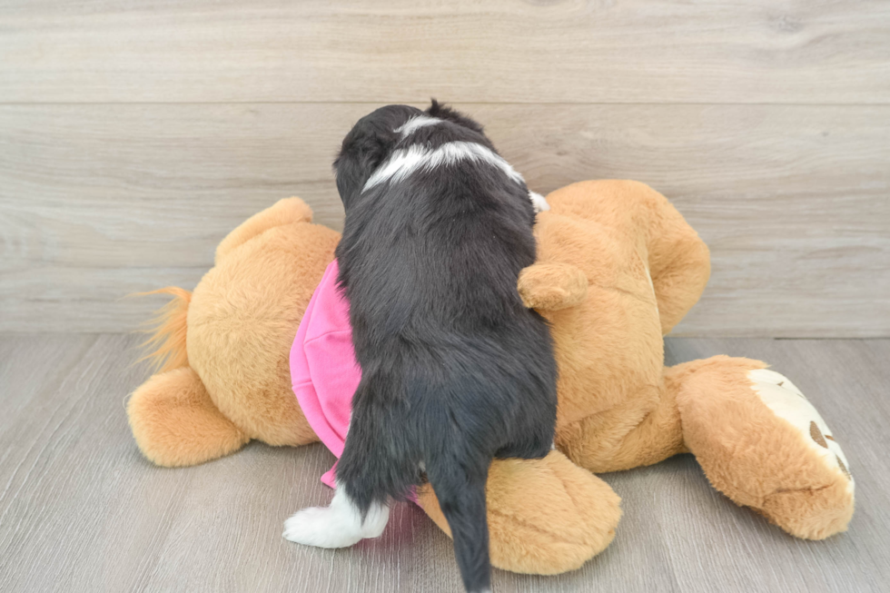 Aussiechon Pup Being Cute