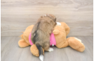 Funny Aussiechon Designer Pup