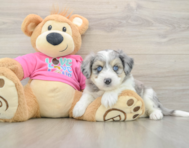 6 week old Aussiechon Puppy For Sale - Simply Southern Pups
