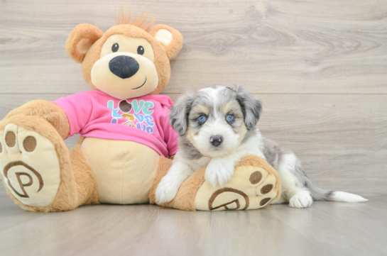 Aussiechon Pup Being Cute