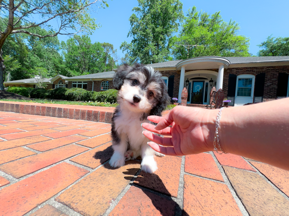 Aussiechon Puppy for Adoption