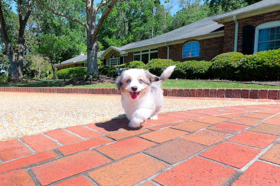 10 week old Aussiechon Puppy For Sale - Simply Southern Pups