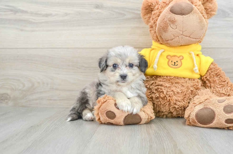 9 week old Aussiechon Puppy For Sale - Simply Southern Pups