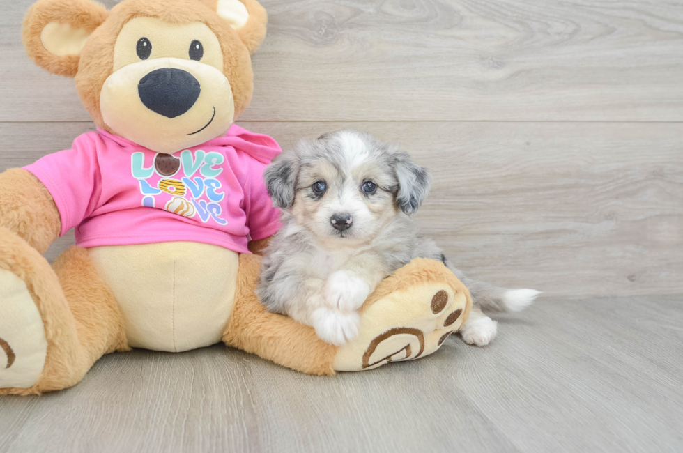 5 week old Aussiechon Puppy For Sale - Simply Southern Pups