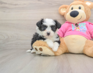 7 week old Aussiechon Puppy For Sale - Simply Southern Pups