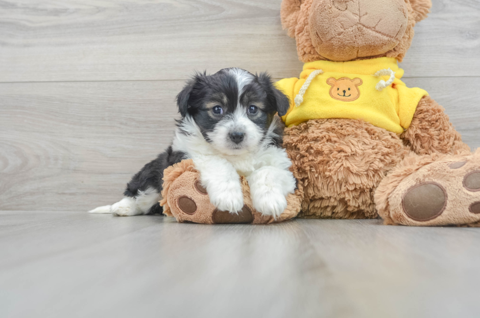 9 week old Aussiechon Puppy For Sale - Simply Southern Pups
