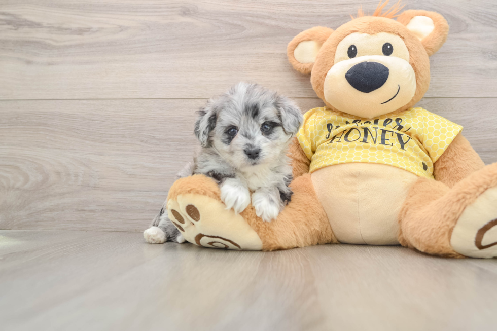 Petite Aussiechon Designer Pup