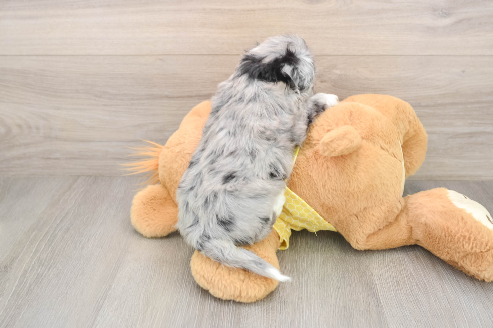 Petite Aussiechon Designer Pup