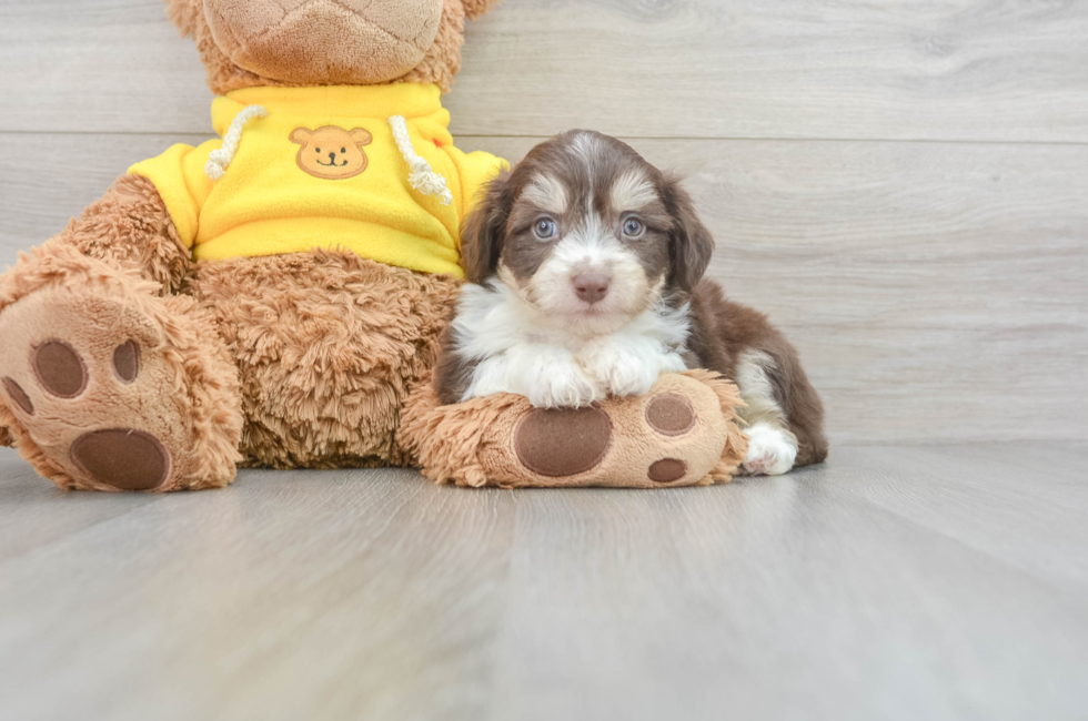 7 week old Aussiechon Puppy For Sale - Simply Southern Pups