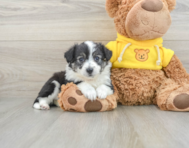 6 week old Aussiechon Puppy For Sale - Simply Southern Pups