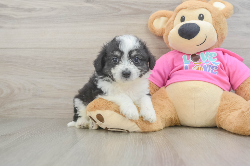 5 week old Aussiechon Puppy For Sale - Simply Southern Pups