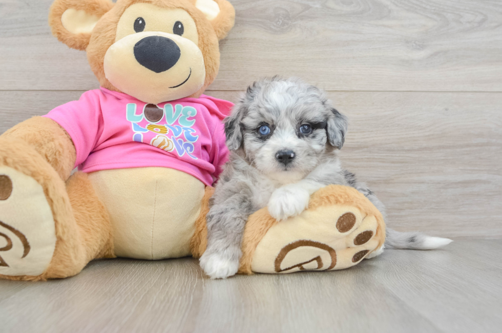 5 week old Aussiechon Puppy For Sale - Simply Southern Pups